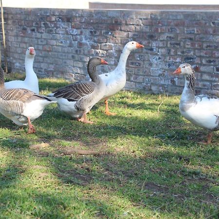 Апартаменты Dunkes Organic Equestrian Estate Джордж Экстерьер фото