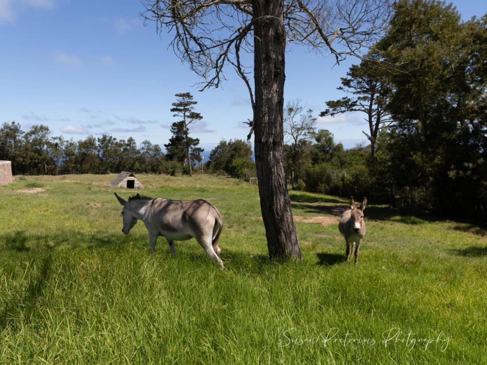 Апартаменты Dunkes Organic Equestrian Estate Джордж Экстерьер фото